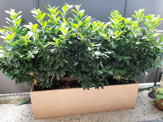 Fioriere e Vasi personalizzati in Plastica a Verona
